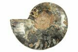 Cut & Polished Ammonite Fossil (Half) - Unusual Black Color #296298-1